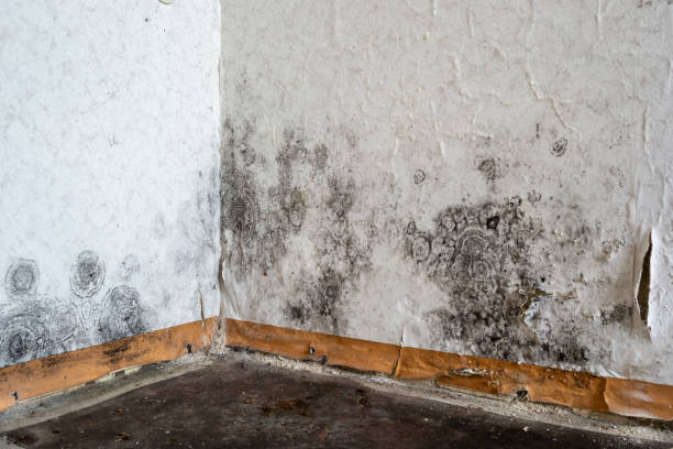 Best Mold Removal Near Me  in USA